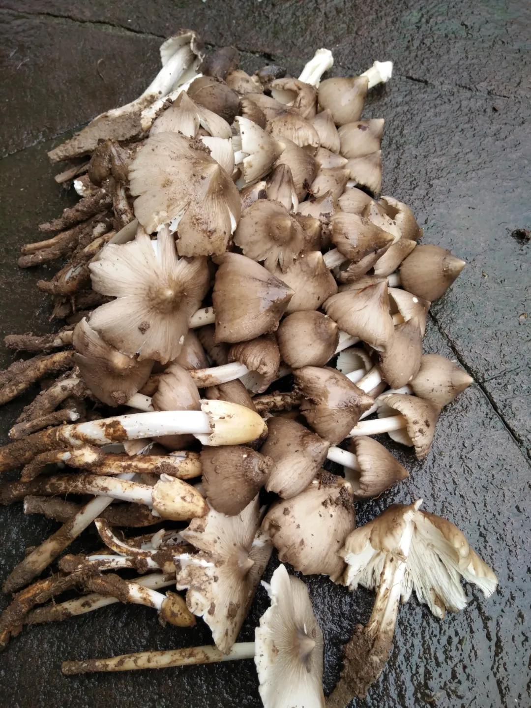 一声闷雷歌词,一声声闷雷