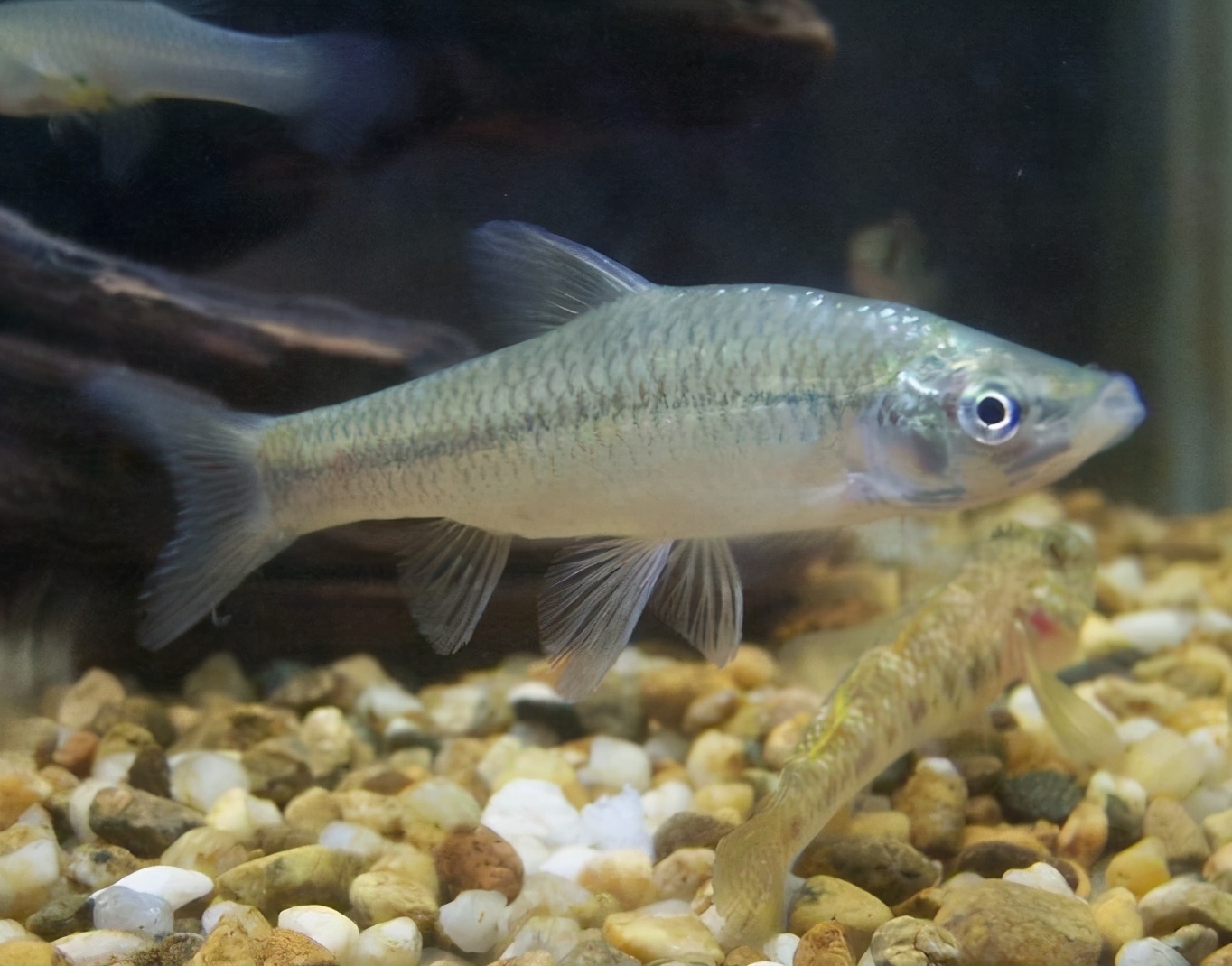 欧洲鲫鱼泛滥成灾,麦穗鱼在欧美泛滥成灾的原因