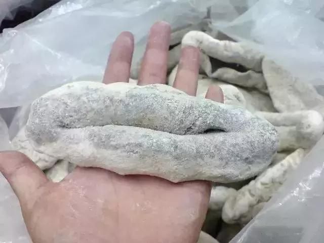 海参的图片和海参的知识,海参介绍的视频