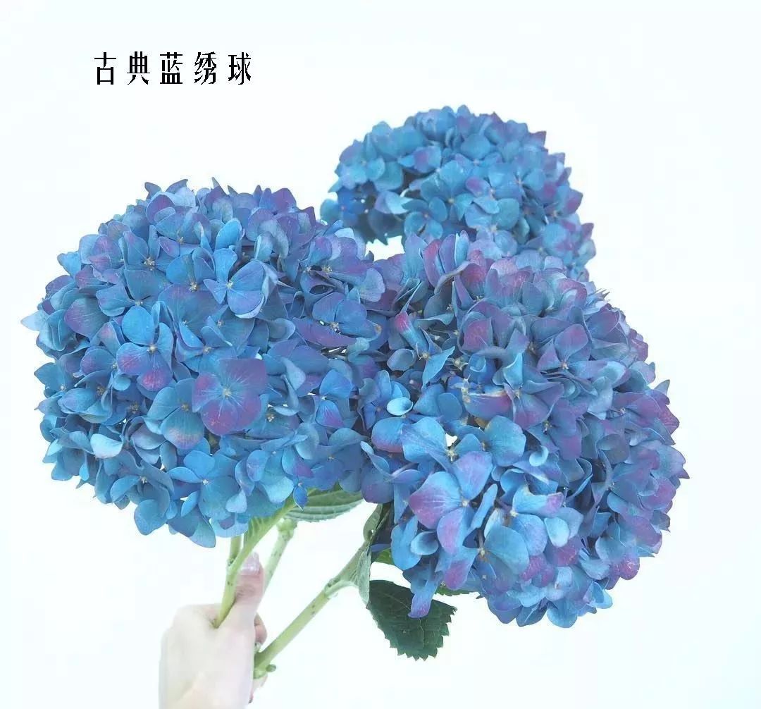 鲜花店常见花材品种大全,花店里同款的两种不同价格的花材