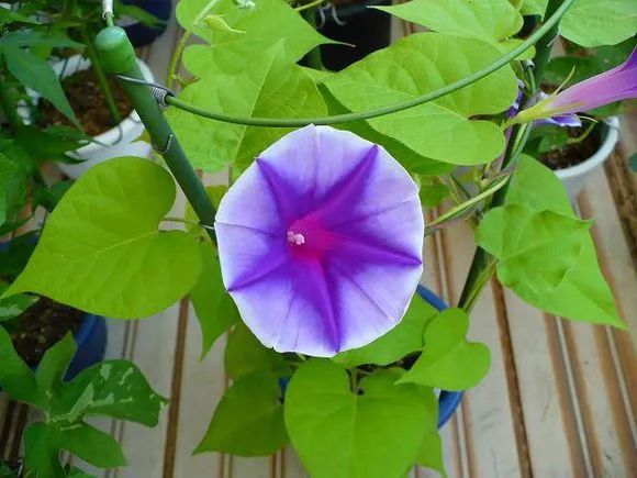 牵牛花到处都可以肆无忌惮的生长,不常见的品种,美出天际!