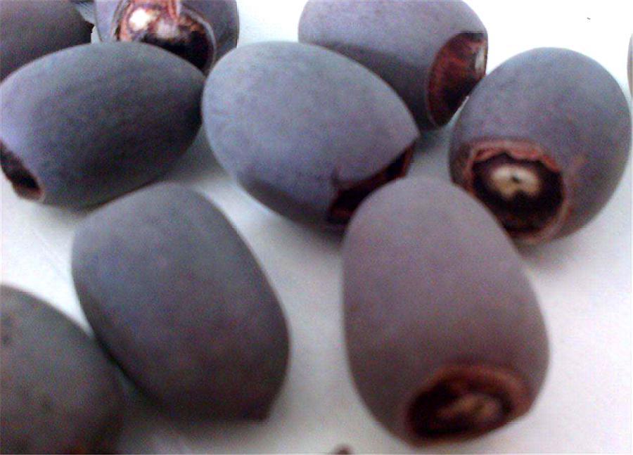 碗莲种植方法及生根方法,碗莲种植方法开花全过程