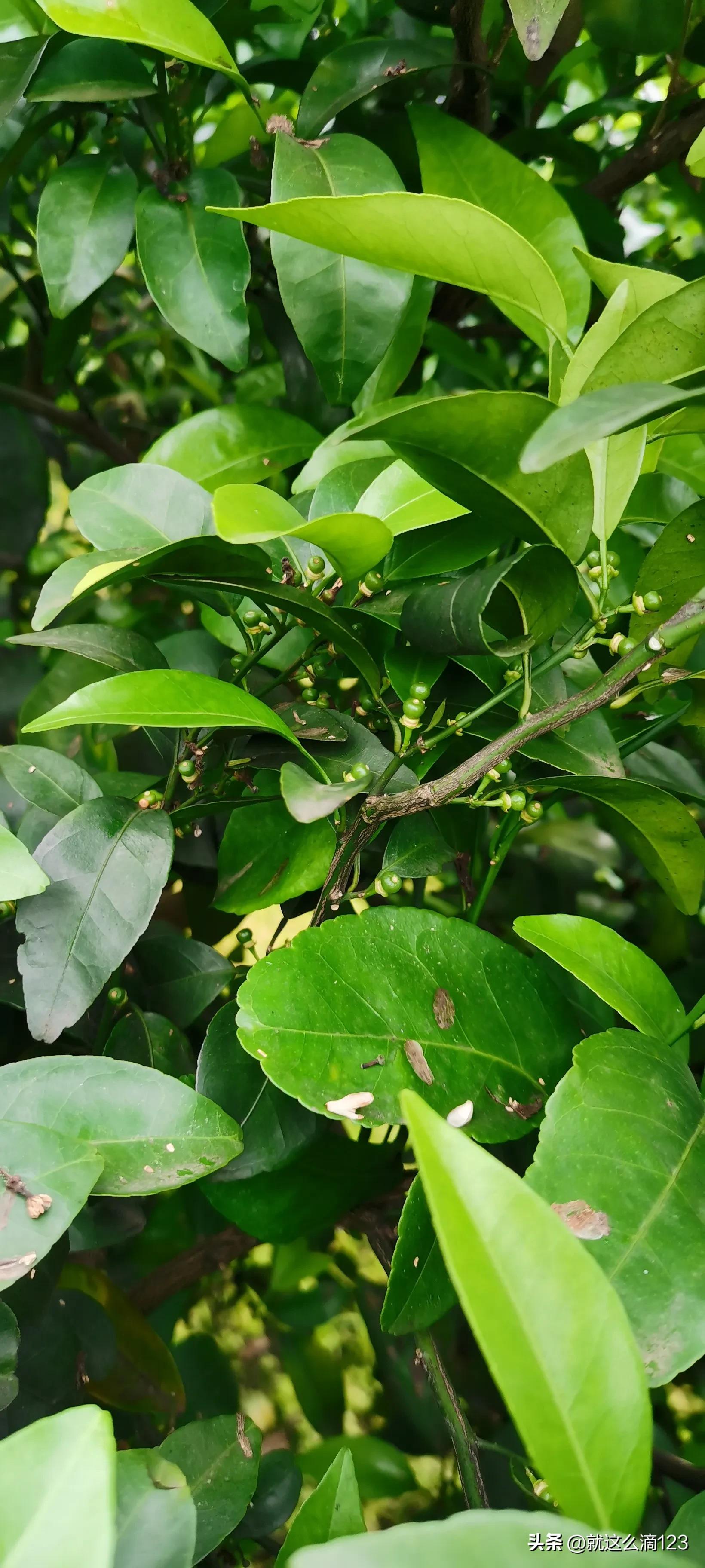 鍐滆嵂鎬庝箞杈ㄥ埆鐪熷亣,缃戣喘鍐滆嵂鎬庢牱杈ㄥ埆鐪熷亣