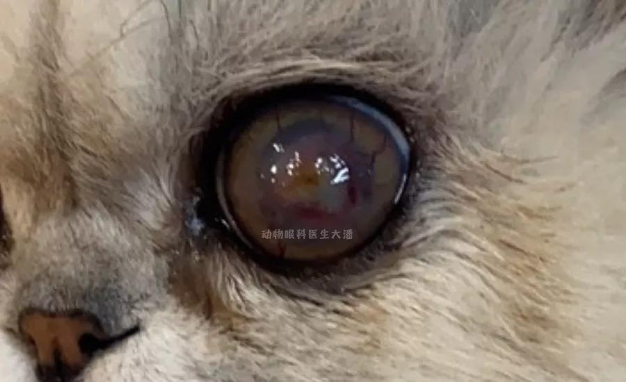 猫咪眼睛化脓怎么回事,猫咪角膜穿孔没钱做手术咋办