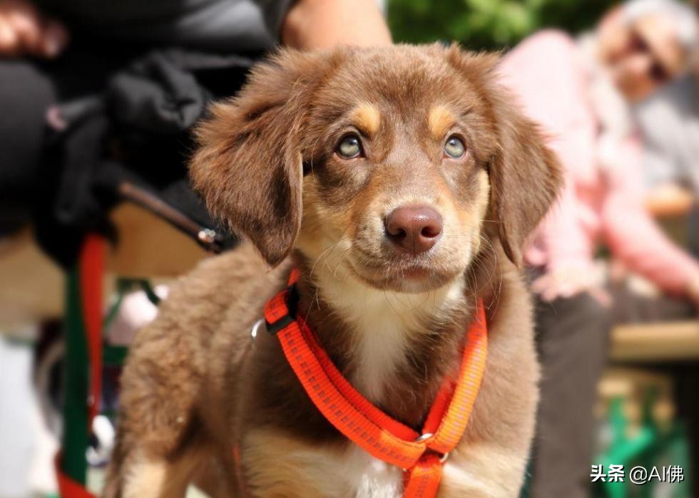 美国最受欢迎的100组小狗名字