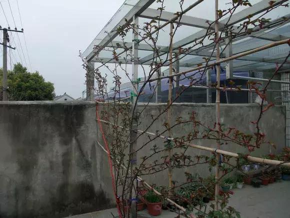 藤本月季秋季怎么修剪才会花墙,最丰花多季开花的藤本月季