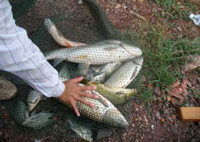 用玉米粒钓鱼,用玉米粒钓鱼需要打窝吗