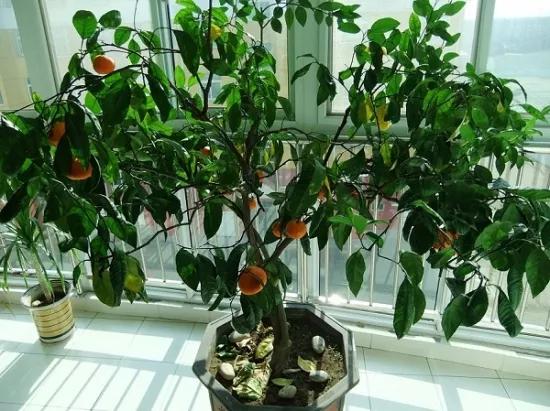 盆栽桔子的品种视频,柑橘的盆栽