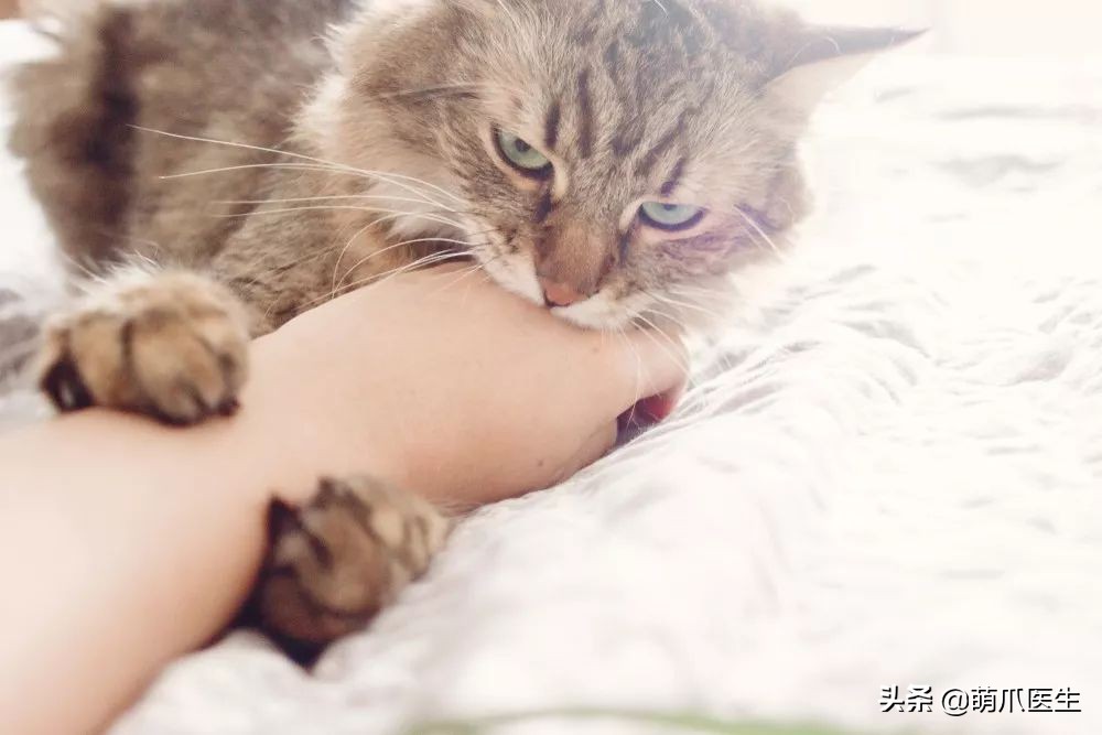 黑心宠物粮涉事企业有哪些,黑心宠物粮涉事企业