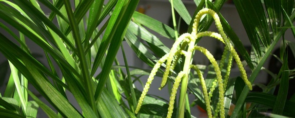 富贵椰子叶子发黄变干怎么办呢,富贵椰子叶子发黄变干怎么办