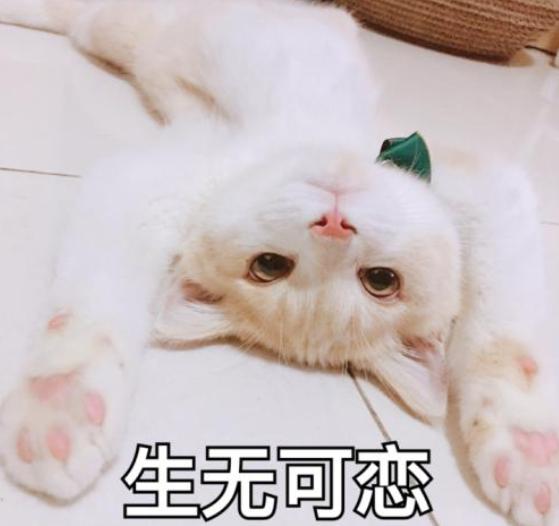 刚到家的猫咪挠门,刚到家的小猫挠我用打疫苗吗