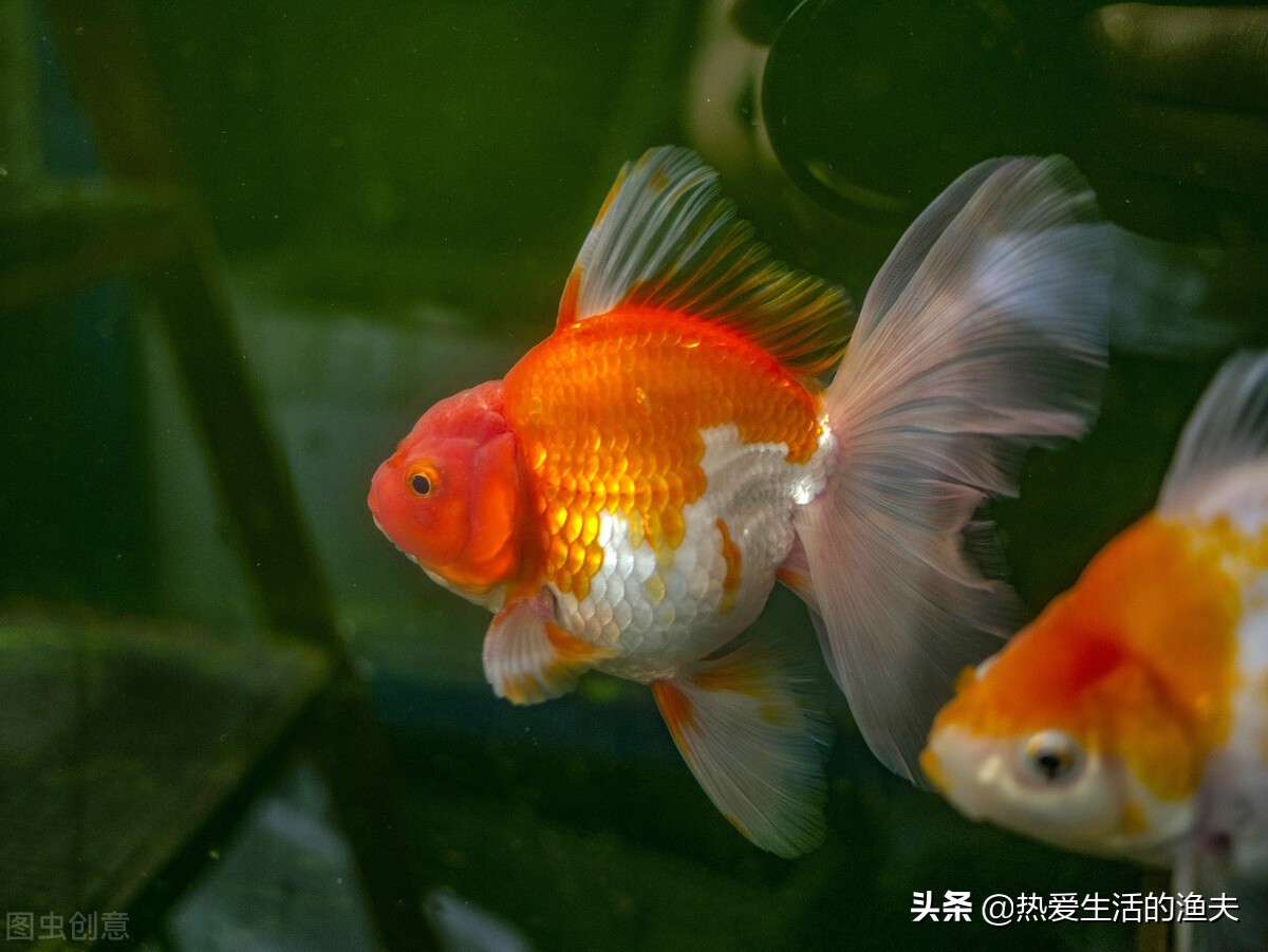 普通金鱼好养还是鎏金金鱼好养,哪个品种的金鱼最好养又好看