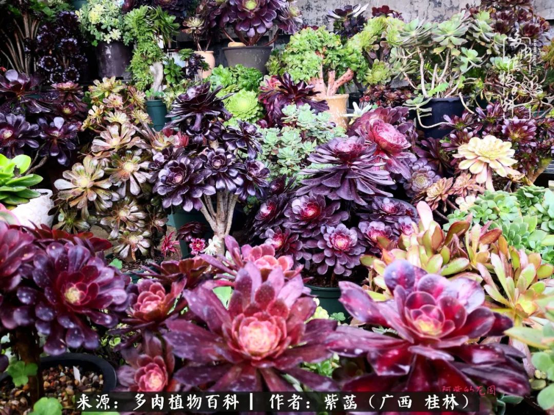 如何在夏天买的多肉度夏,多肉度夏好帮手