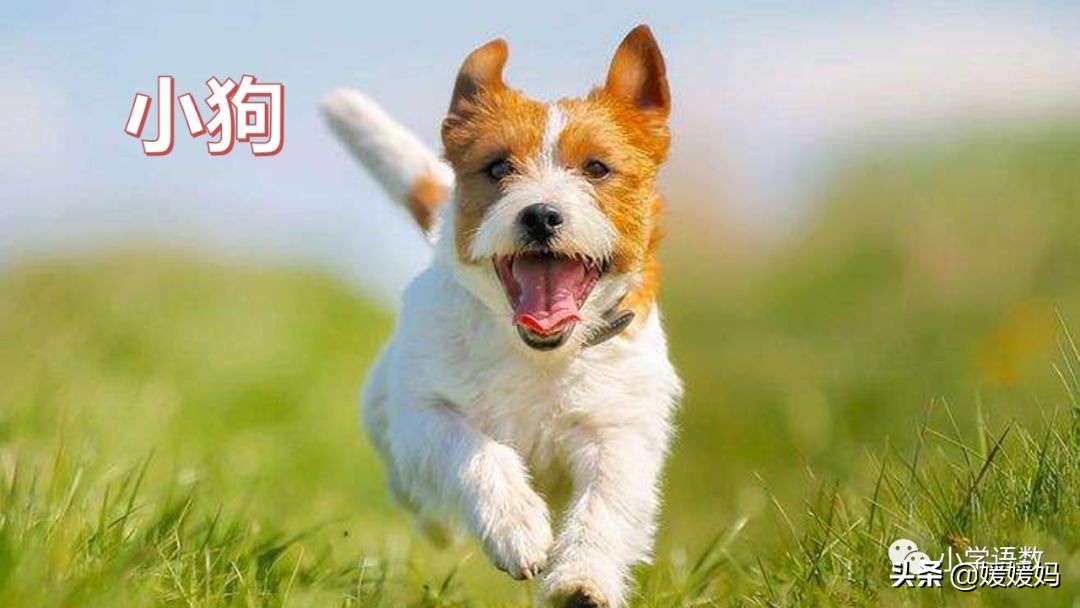 四下四单元我的动物朋友,第四单元我的动物朋友四年级上册