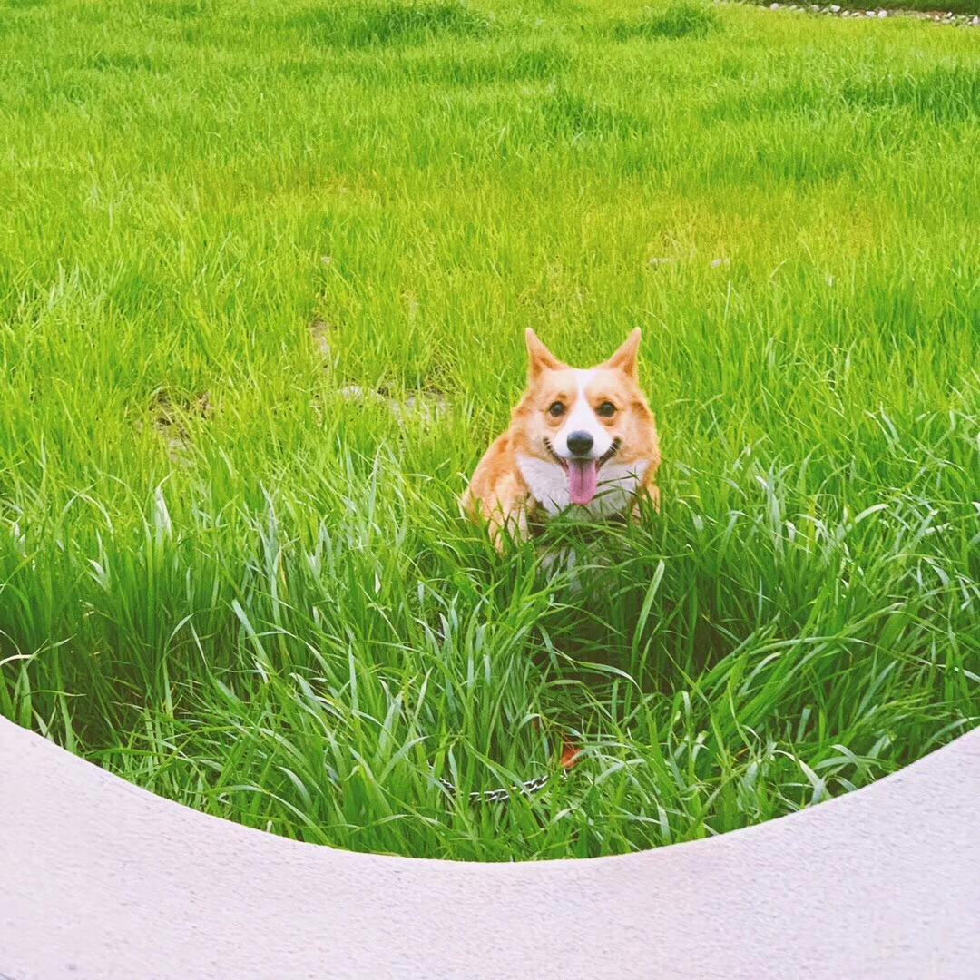 狗狗犬瘟热,犬瘟热的诊断和治疗意义