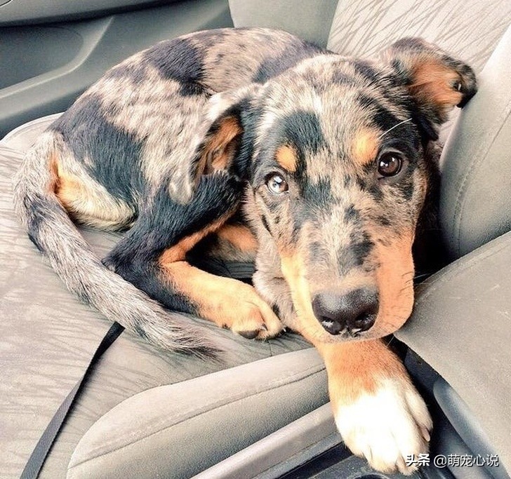 串串狗到底是什么品种的狗狗,什么品种的串串狗最可爱