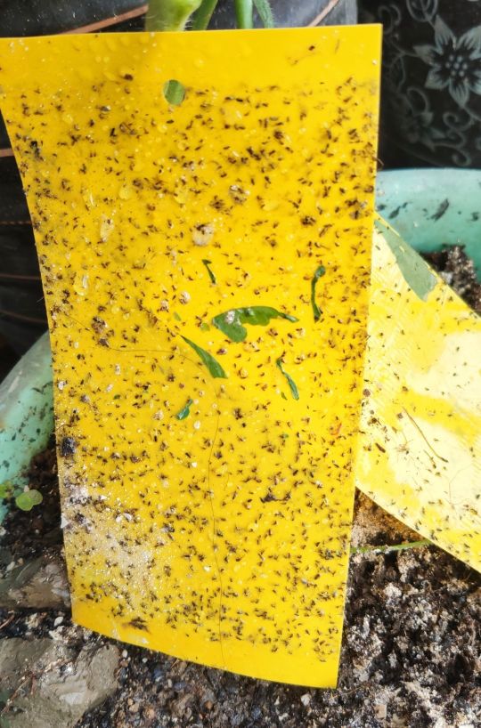 花盆里的小黑飞杀虫小妙招,花盆里小黑虫怎么消灭最彻底