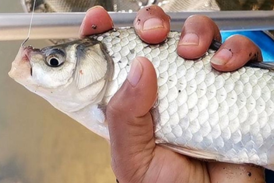 有鱼咬钩却钓不上来？老司机教你诀窍，中鱼率高，钓完特过瘾