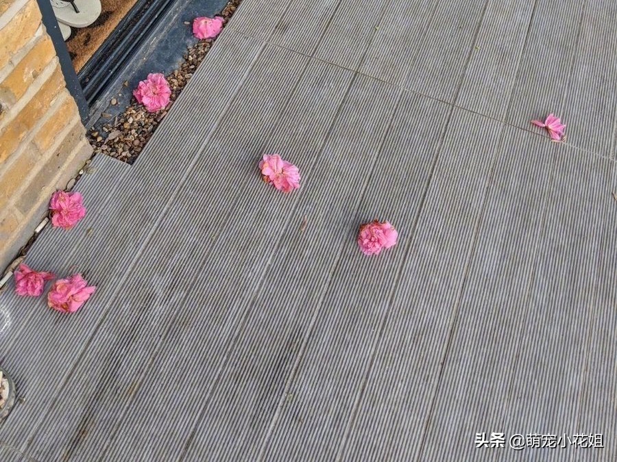 猫咪每天给一户人家送鲜花，连续送了一个月，原来猫咪在表达感谢