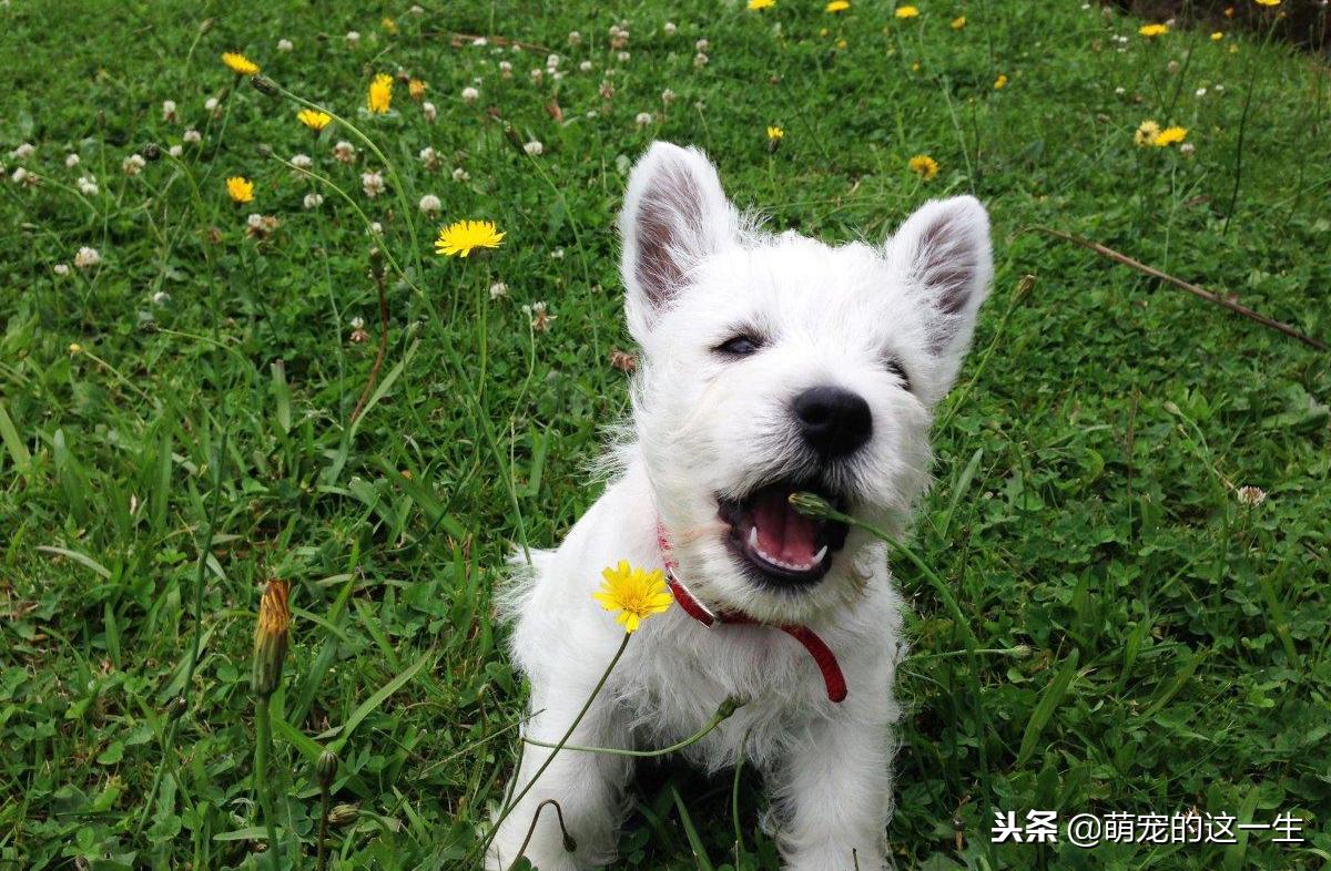 狗狗的几种叫声代表它讨厌你,狗狗的什么表现表示他很讨厌你