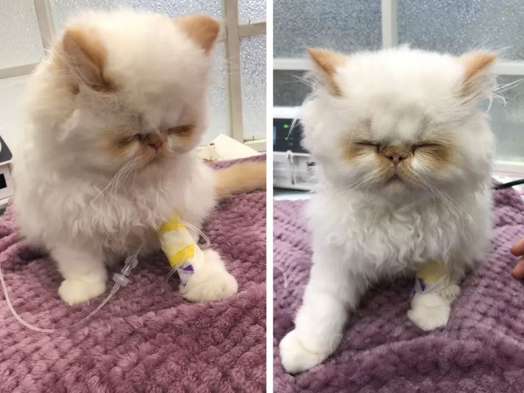 猫瘟到底能不能治好,猫瘟是不是不治必死