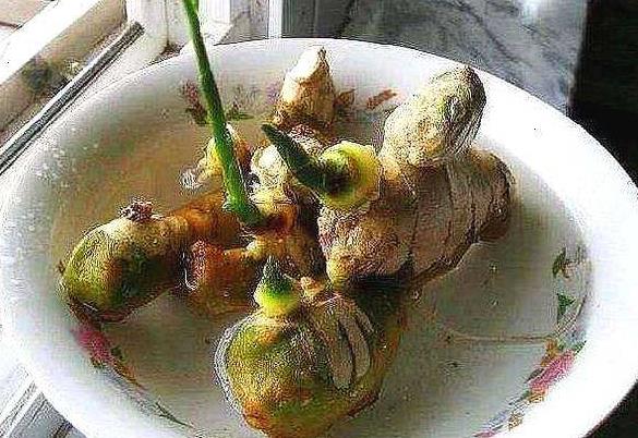 阳台上盆栽姜种图片,阳台花盆种姜怎么种