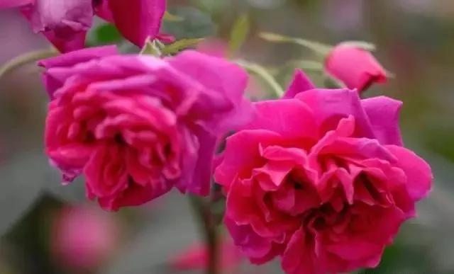 100种玫瑰图片大全,介绍100种不同品种的玫瑰视频