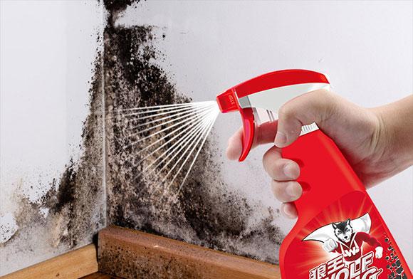 墙壁发霉有虫子用除霉剂可以吗,墙壁发霉脱落用什么除霉剂好
