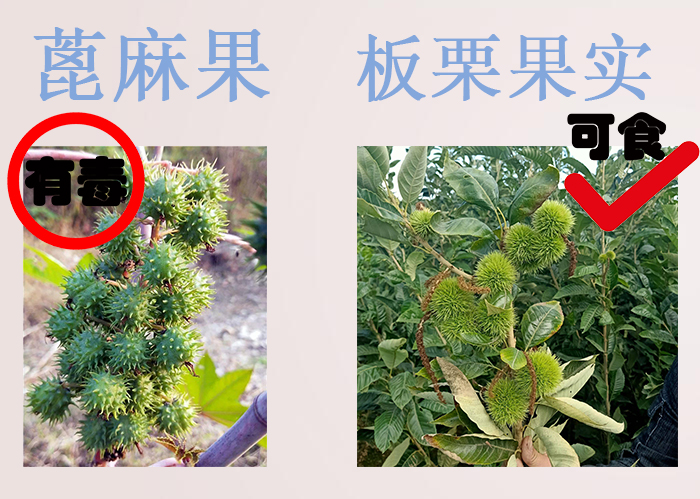 海南食物中毒,三亚吃东西食物中毒媒体曝光