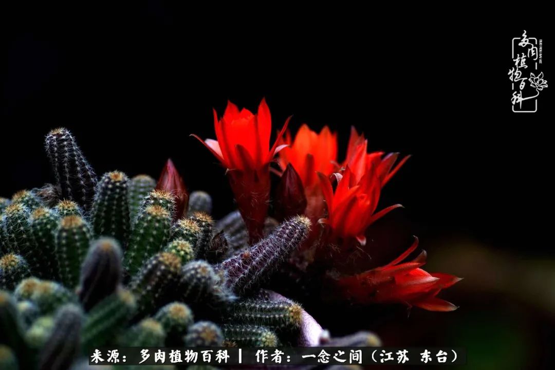 遇见花开蓝莓糖,遇见花开蔬菜沙拉酱