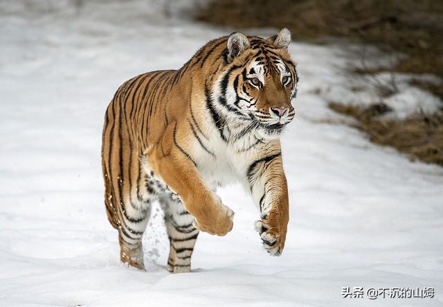 所有国家的熊猫都是中国的吗,有很多国家都有中国的熊猫英文