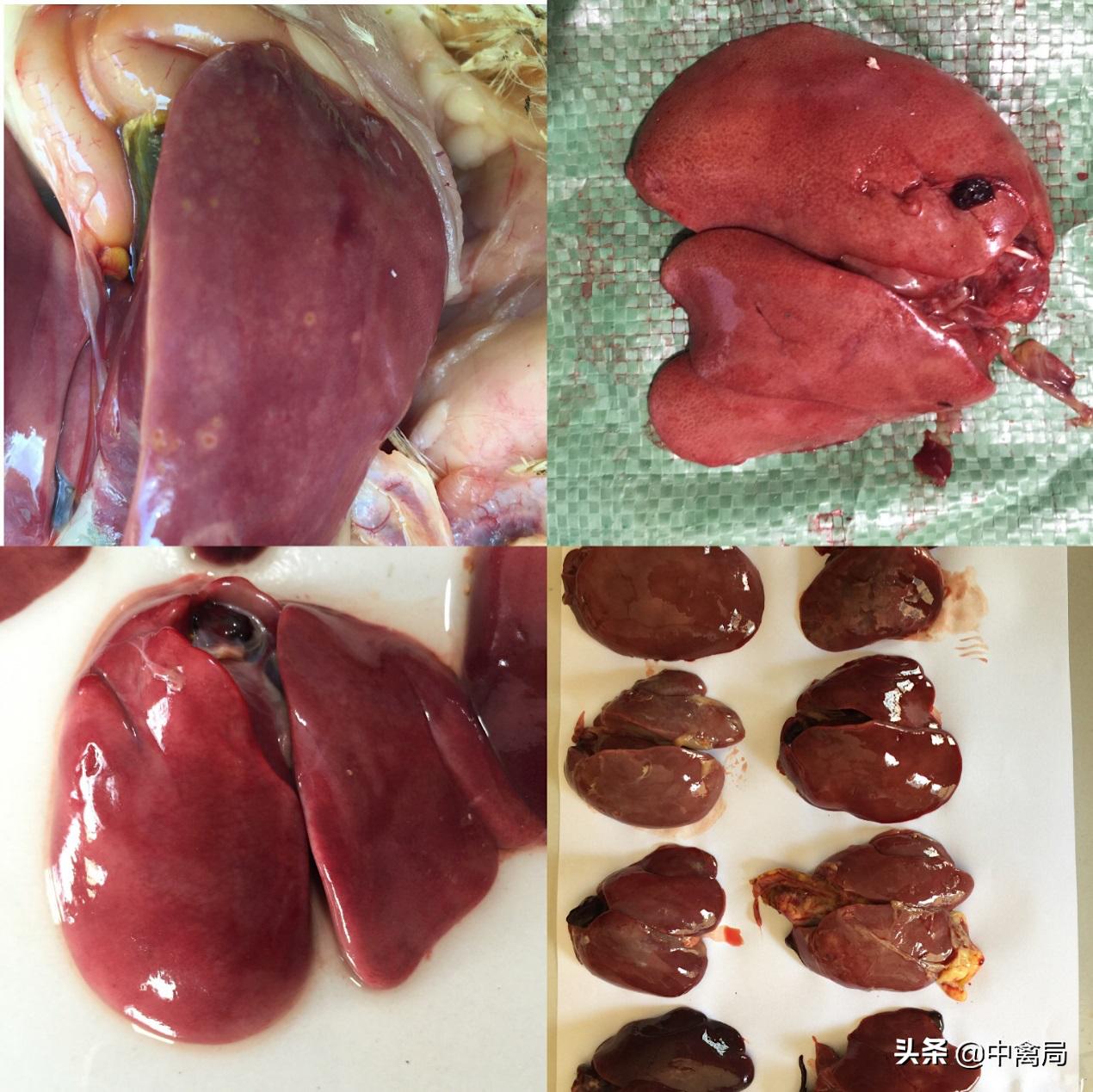 鸡小肚子疼是什么原因,鸡为什么肚子疼