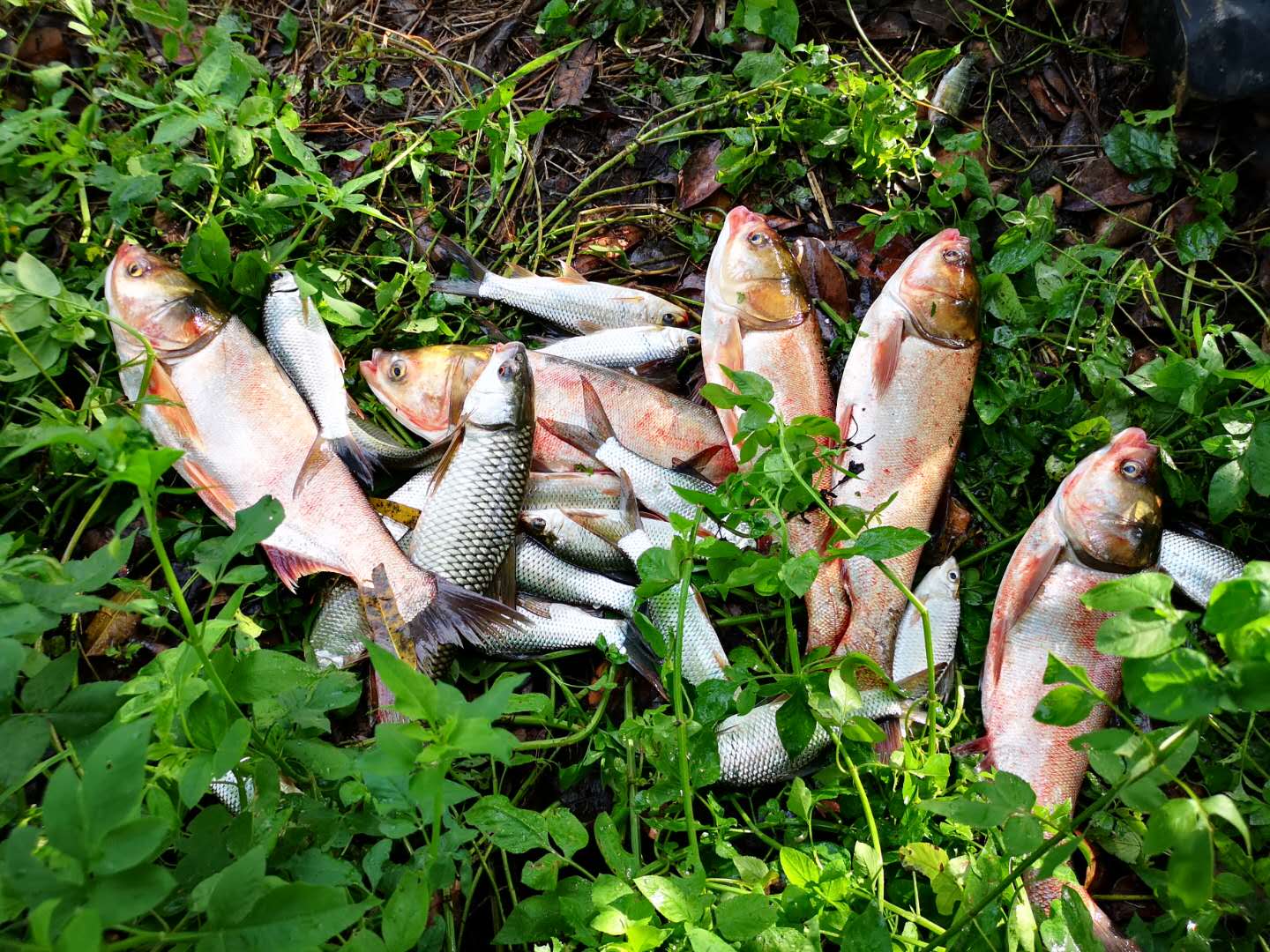 野钓高手的特征,成野钓大师的第一步