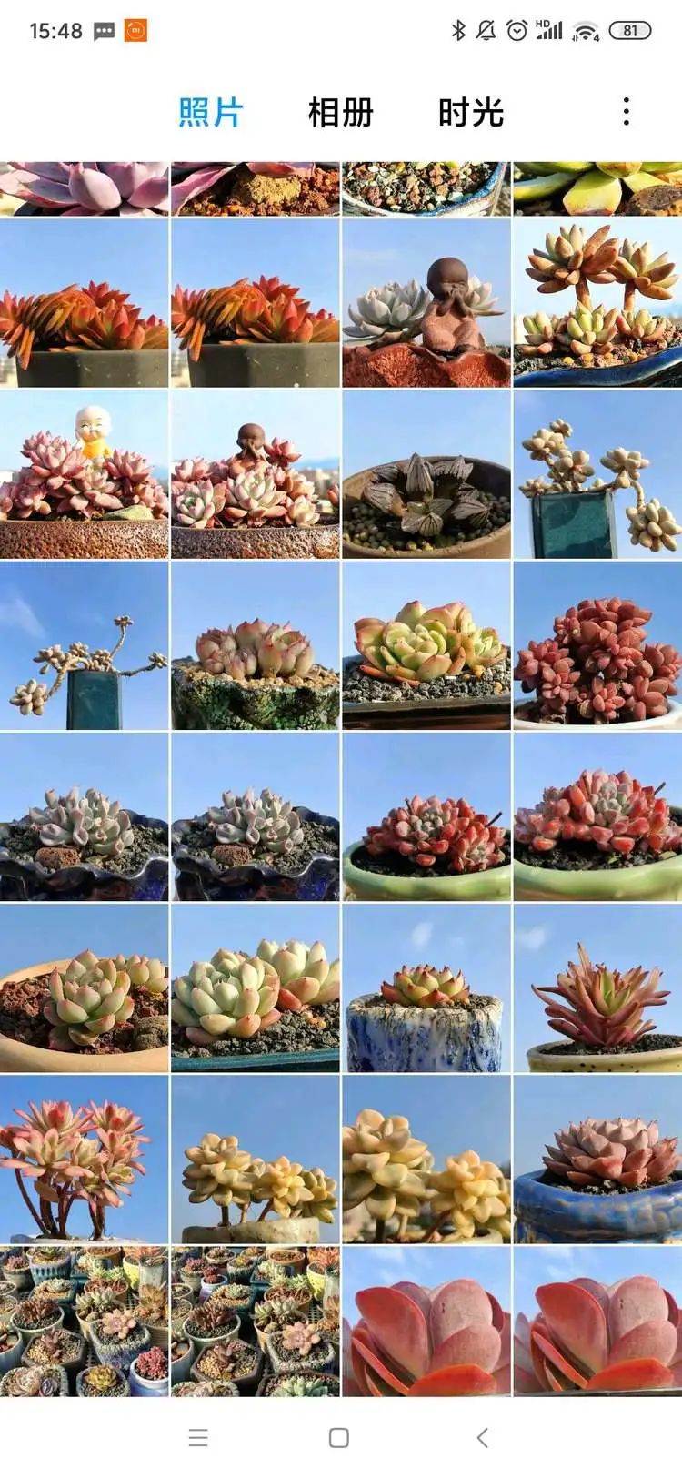 爱上多肉精致生活,爱上多肉我们的减压法宝