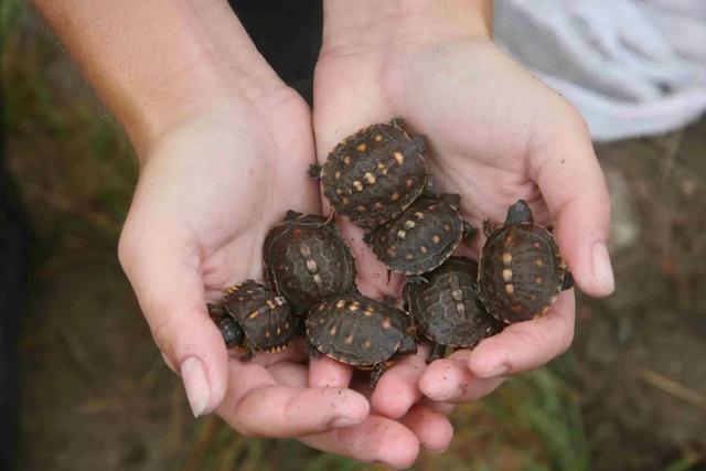 岁月是把杀猪刀？龟的成长中谁的变化大