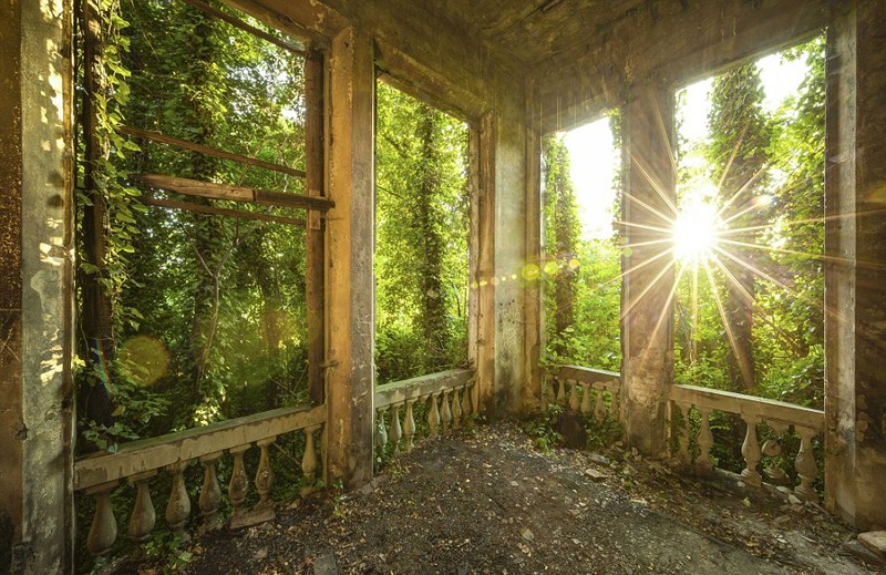 常青藤怎么养效果最好,常青藤怎么养才会茂盛