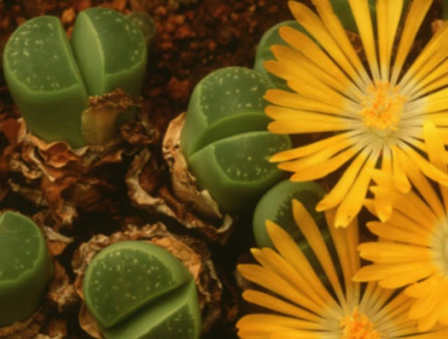 养生石花需要肥料吗,养生石花的养殖方法