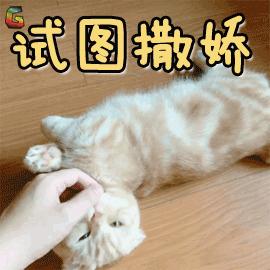 刚出生几天的小奶猫怎么养,新手养猫怎么养小奶猫