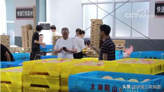 无锡水蜜桃一桃难求,水蜜桃最高可以卖多少元