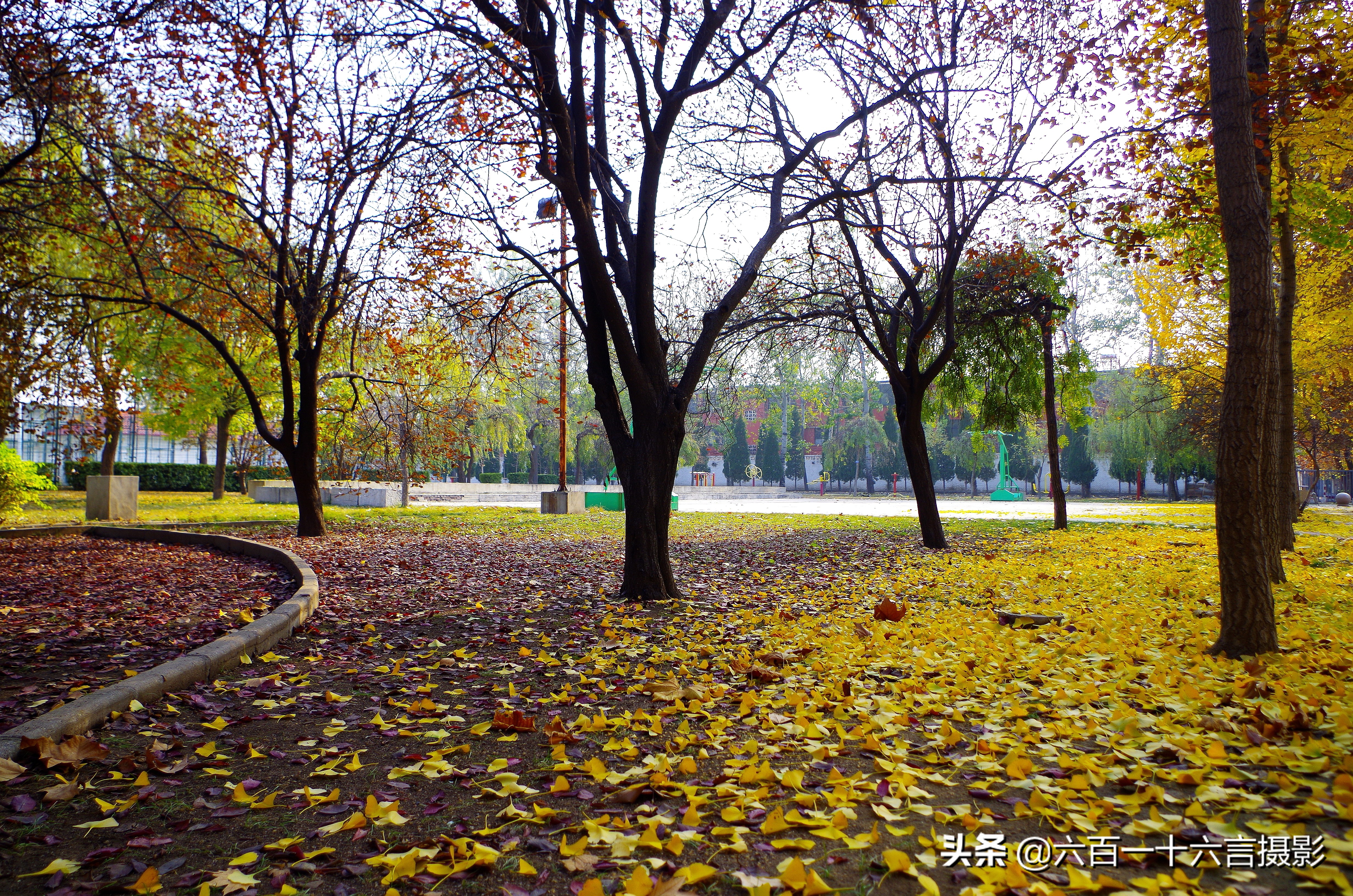银杏哪里看最美附近,今年最后的银杏树