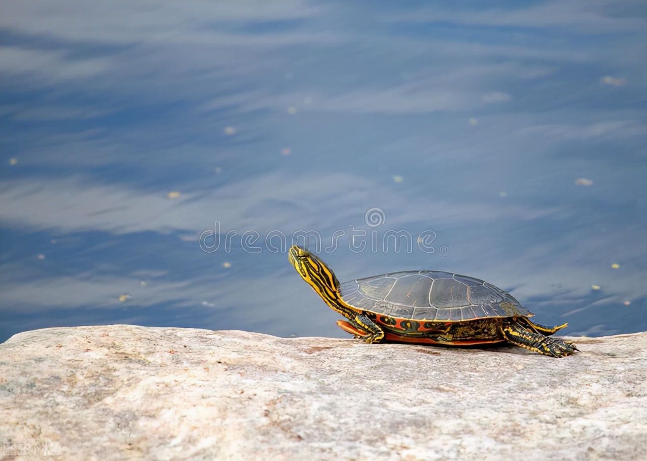 叮！您有一份国庆出游龟龟安置指南！请查收