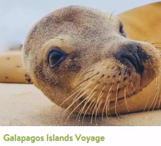 奥斯卡伴手礼,奥斯卡礼包里面有什么