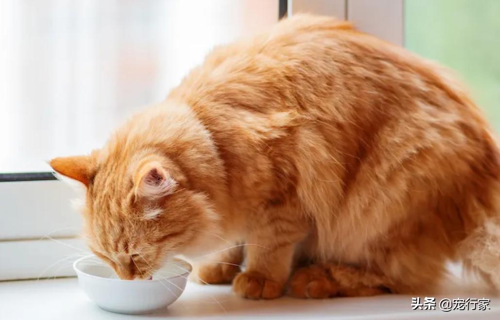 为什么猫咪喜欢去厕所喝下水道水,猫为什么喜欢去厕所喝地板水