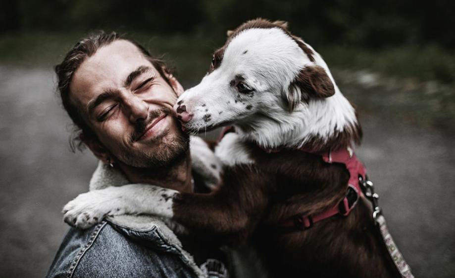 狗狗怎么养才能养胖,狗狗喂养指南从养狗小白进阶