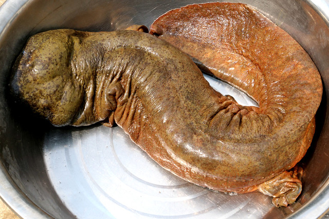 钓到牢底坐穿兽放生,钓鱼钓到鱼不要放生还会被罚吗