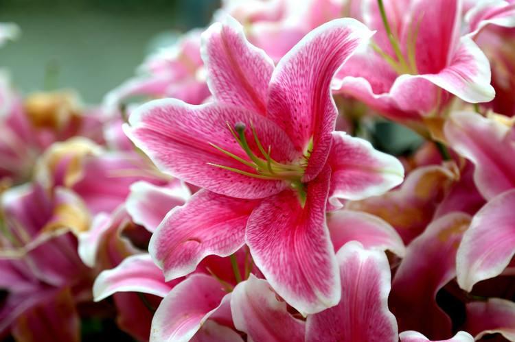 盆栽的百合种球怎样浇水,百合种球盆栽方法图