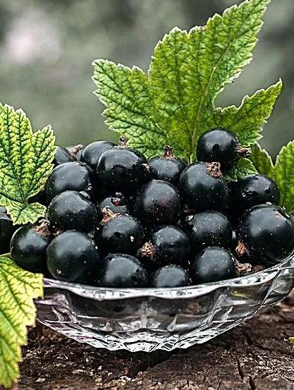 只闻过英国梨，你闻过法国伏茄梨？——玛帝尔德浪漫果香