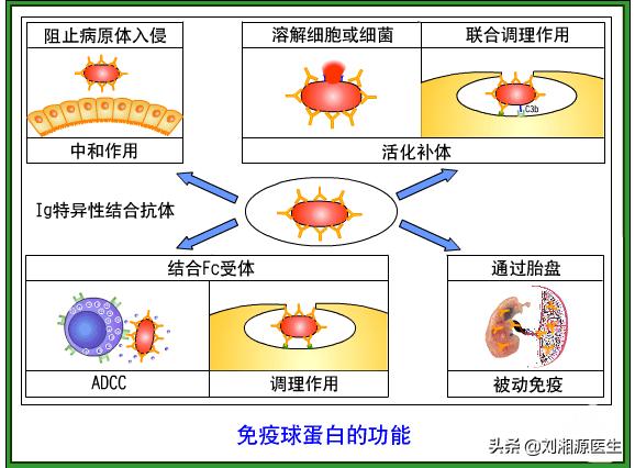 丙种球蛋白妊娠,静脉注射免疫球蛋白保胎