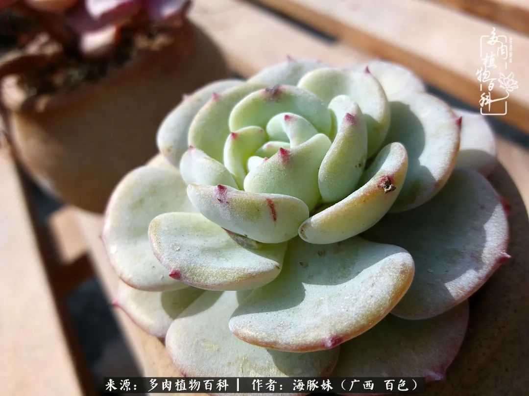 七月的雨,八月的风,多肉植物,我还是喜欢你