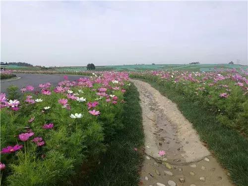 双流金马河绿道建设开始招标没有,成都双流空港绿道